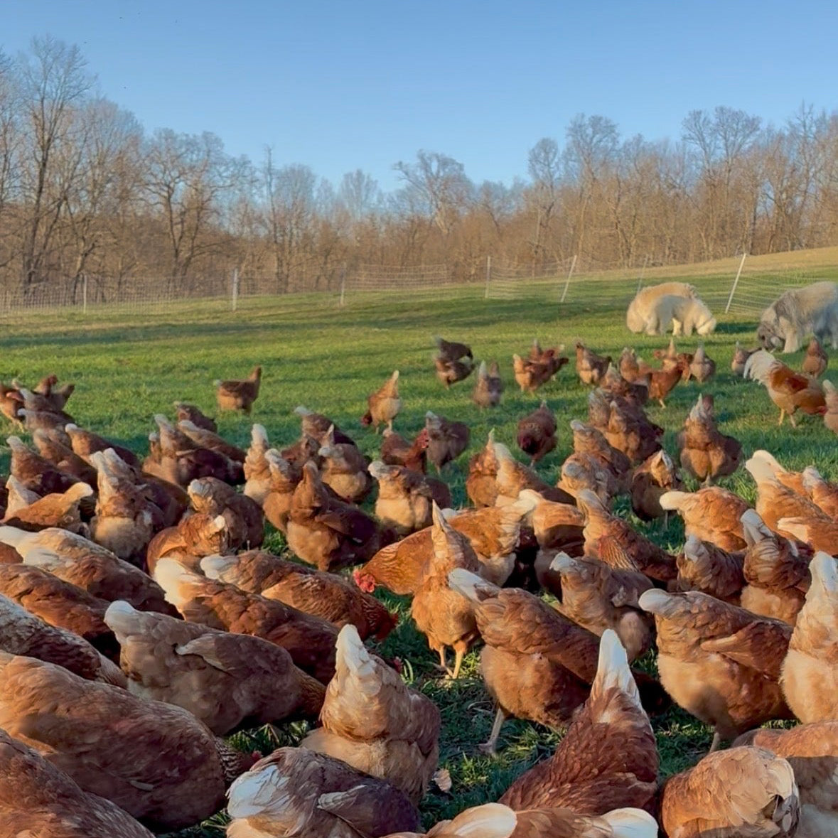 a large flock of brown chickens on a green pasture field with guardian dogs and a fence