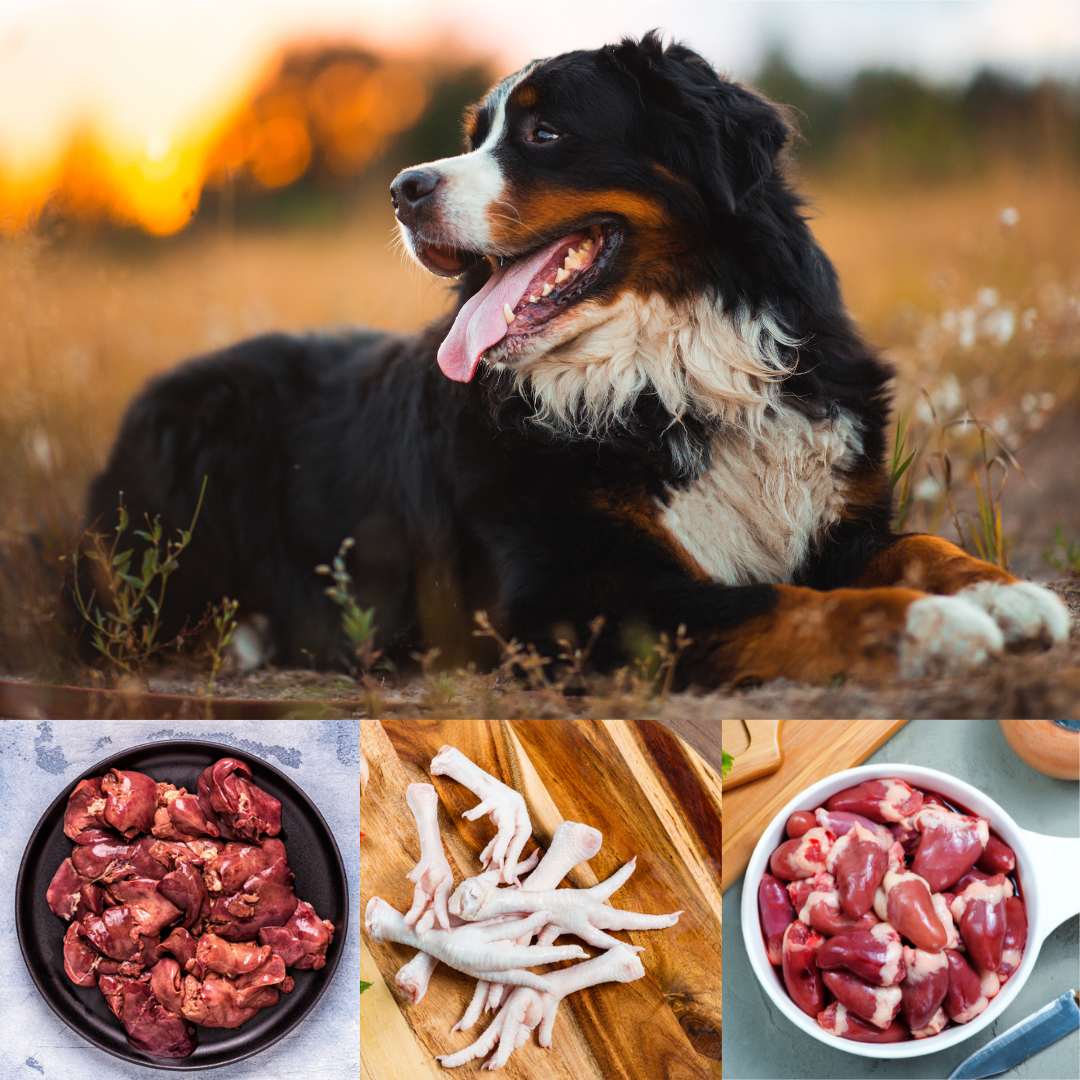 a picture collage of a dog, raw chicken livers, raw chicken feet, and raw chicken hearts